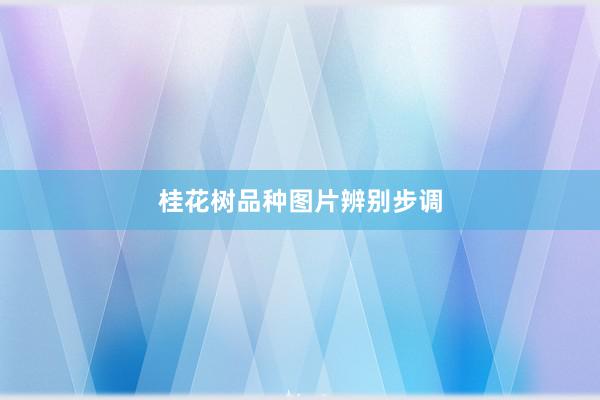 桂花树品种图片辨别步调